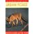 Urban Foxes (British Natural History Series)
