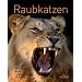 Raubkatzen: Arten, Lebensraum, Verhalten