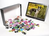 Photo Jigsaw Puzzle of LA-6031 Canaan dog from Ardea Wildlife Pets