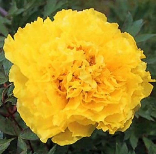 Wotefusi 5pcs Golden Peony Flower Seeds Home Plant DIY Garden