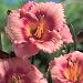 Daylily Strawberry Candy