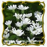 White Upland Aster (Aster ptarmicoides) Jumbo Wildflower Seed Packet - 2000 Seeds