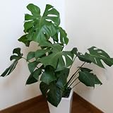 �yVita�z�ϗt�A�� �����X�e��110cm �X�N�G�ALL�|�b�g(�z���C�g)