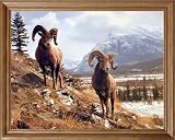 Bighorn Sheep Snow Mountain Animal Wildlife Picture Oak Framed Art Print