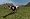 Landwirtschafts-Simulator 2011