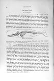 Natural History 1894-95 Skeleton Sperm-Whale Print
