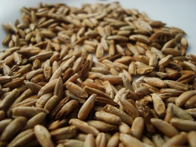 Cover Crop Winter Rye (Common) Organic D72702 (Brown) 1 Ounce by David's Garden Seeds Cover Crop Winter Rye (Common) Organic D72702 (Brown) 1 Ounce by David's Garden Seeds