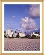 Miami Beach View Photograph - Beautiful approx. 25"x29" Framed & Matted - 1 1/2" Antique Style Gold Frame - Photographic Print by Carol M. Highsmith