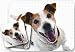 Jack Pads - Jack Russell Terrier Dog Mouse Pad & Coasters Set