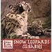Snow Leopards and Their Babies (Zoo Life Book)