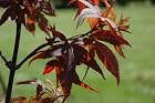 Acer Palmatum 'Red Sentinel' - Japanese Maple Tree - Pot Size #1 Gal.