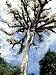 Ceiba Tree, Tikal, El Peten, Guatemala Photographic Poster Print by Inger Hogstrom, 12x16