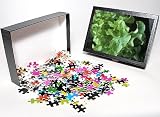 Photo Jigsaw Puzzle of Organic lettuce (Lactuca Salad Bowl) from Science Photo Library Photo Jigsaw Puzzle of Organic lettuce (Lactuca Salad Bowl) from Science Photo Library