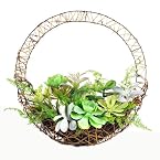 Succulents In Hanging Basket