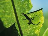 Anole Lizard Silhouetted Behind a Large Leaf Premium Photographic Poster Print by George Grall, 24x18