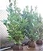 10X Extra Large 5-6Ft Tall Laurel Hedging Plants