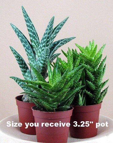 3 Different Aloe Plants - Easy to grow/Hard to Kill!