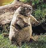 Folkmanis Puppet Groundhog