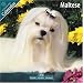 Maltese 2010 Wall Calendar #10052-10