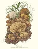 Botanical Mushroom Print: Puffballs - Bovista plumbea, Scleroderma citrinum
