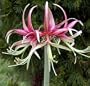 Chico Amaryllis Bulb - Cybister - Early Blooms!