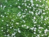 Sagina subulata - Sternmoos, 24 Pflanzen