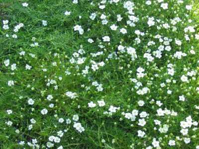 Sagina subulata - Sternmoos, 24 Pflanzen