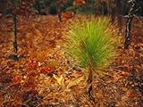 Longleaf Pine, Turkey Oaks and Ferns in a Bed of Fallen Autumn Leaves Near Lake Waccamaw Photographic Poster Print by Raymond Gehman, 48x64
