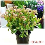 季節の鉢植え　花付きの金のなる木 桜花月（成金草） サクラカゲツ 5号サイズ