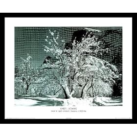 Ansel Adams (Snow in Apple Orchard, Yosemite, California) Framed Art Poster Print - 16 X... by Framed Art