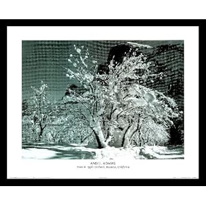 Ansel Adams (Snow in Apple Orchard, Yosemite, California) Framed Art Poster Print - 16 X... by Framed Art