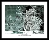 Ansel Adams (Snow in Apple Orchard, Yosemite, California) White Wood-Mounted Art Poster Print (Unframed and Framed also available) - 16