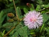 Eigenschaften Seedeo  / Echte Mimose (Mimosa pudica) 40 Korn