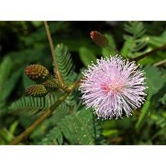 Seedeo Echte Mimose (Mimosa pudica) 80 Samen