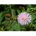 Seedeo Echte Mimose (Mimosa pudica) 80 Samen