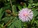 Echte Mimose (Mimosa pudica) 40 Korn