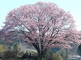 【1年間枯れ保証】【街路樹＆公園樹】オオヤマザクラ　0.3m