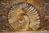 'Beautiful Seashell' Wall Decal - 36"W x 24"H Removable Graphic