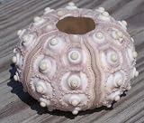 Rare Knobby Sputnik Sea Urchin- Real Seashell