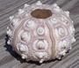 Rare Knobby Sputnik Sea Urchin- Real Seashell