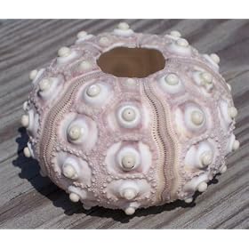 Rare Knobby Sputnik Sea Urchin- Real Seashell