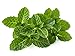 100%-Pure Peppermint (mentha arvenisis) Essential Oil by AROMATA -- Enjoy the research-proven, soothing, therapeutic health benefits of this premium-quality, undiluted, therapeutic-grade peppermint oil and buy with confidence thanks to our 100% money-back guarantee. (5ml)
