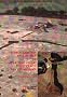 Romano-British enclosures at Apple Tree Close, Pontefract, West Yorkshire: Excavations, 1987 (Archaeological Services)