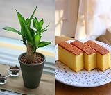 【お中元】ミニ幸福の木と柚子カステラセット【送料無料】