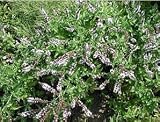 Eigenschaften tropical.garden  / Grüne Minze (Spearmint) - Mentha spicata 100K