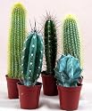 Exotic Cactus Collection -5 Different Plants 2.25" pots