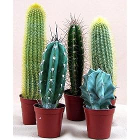 Instant Cactus Collection