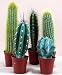 Instant Cactus Collection
