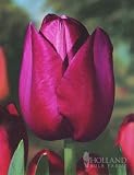 Purple Prince Single Early Tulip - 12 bulbs