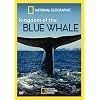 Kingdom of Blue Whale